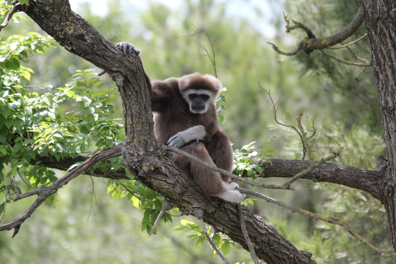 Canon EOS 550D (EOS Rebel T2i / EOS Kiss X4) sample photo. Jungle, tree, monkey photography