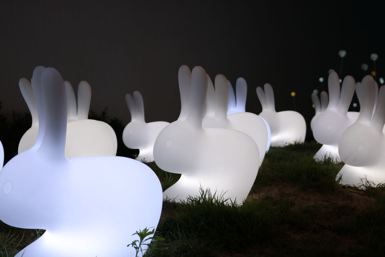 Canon EOS 750D (EOS Rebel T6i / EOS Kiss X8i) sample photo. Rabbit, night-time photography