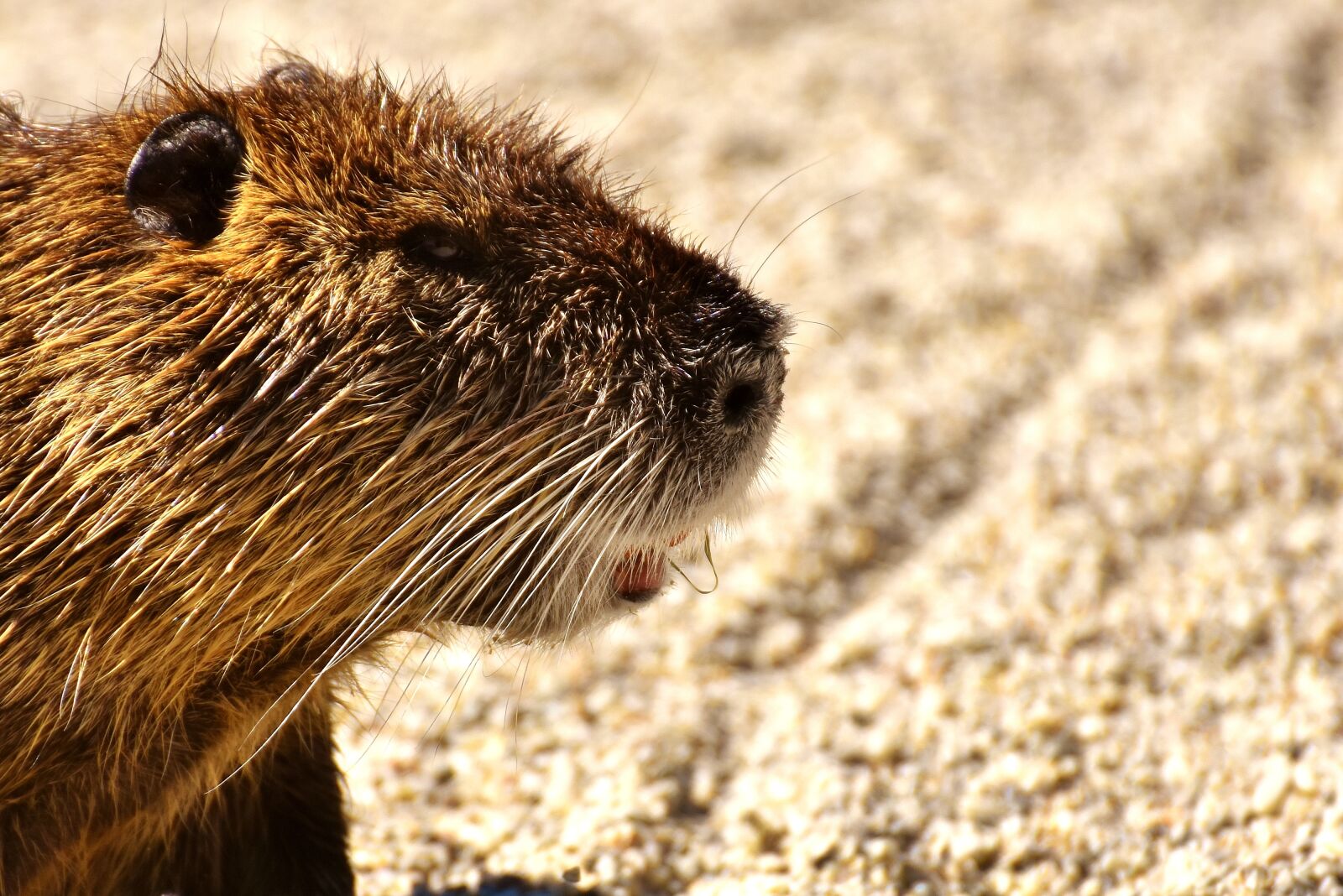 Nikon D7200 sample photo. Nutria, water rat, water photography