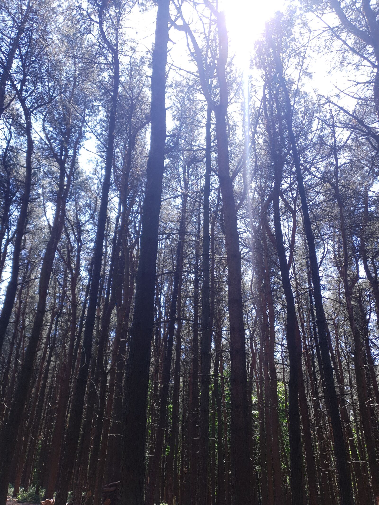 Samsung Galaxy S10+ sample photo. Woods, sunlight, nature photography