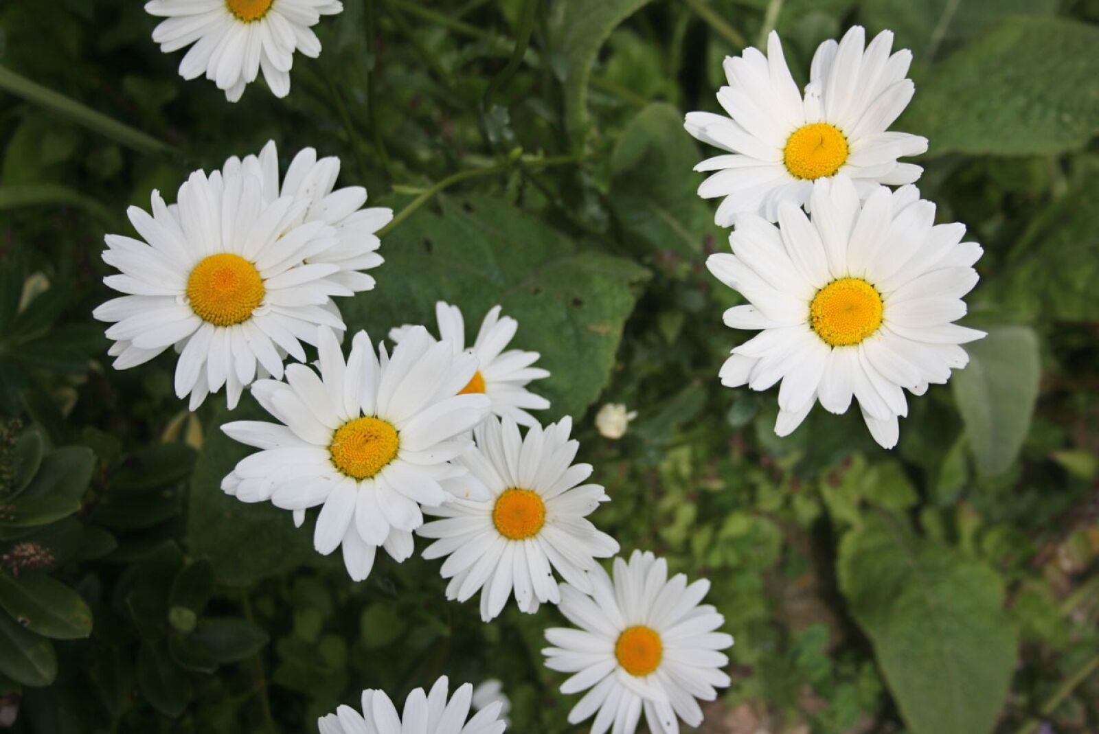 Canon EOS 400D (EOS Digital Rebel XTi / EOS Kiss Digital X) sample photo. Daisy, daisies, flowers photography