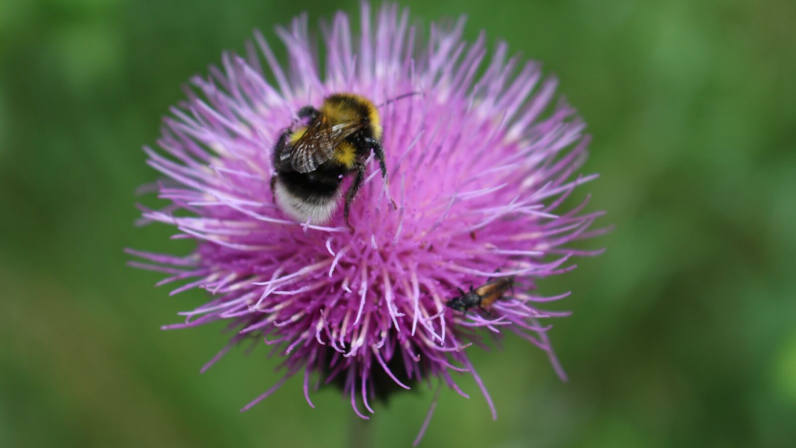 Canon EOS 700D (EOS Rebel T5i / EOS Kiss X7i) sample photo. Bumble-bee, flower, insect photography