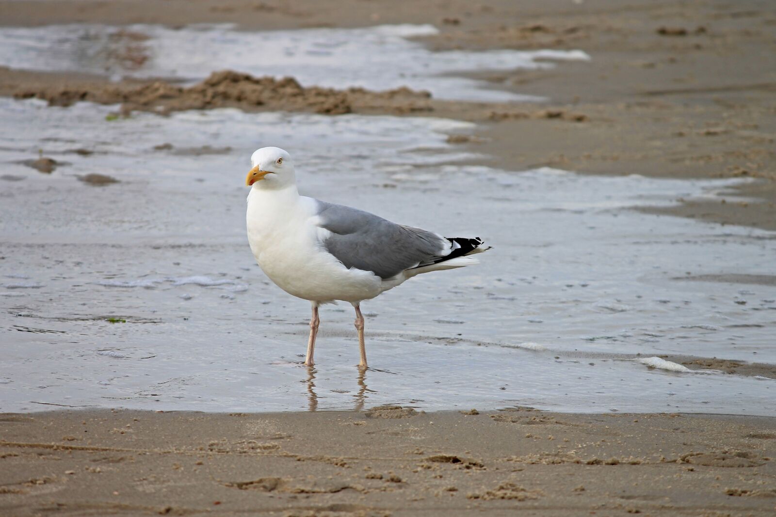 Canon EOS 1100D (EOS Rebel T3 / EOS Kiss X50) sample photo. Herring gull, beach, seevogel photography