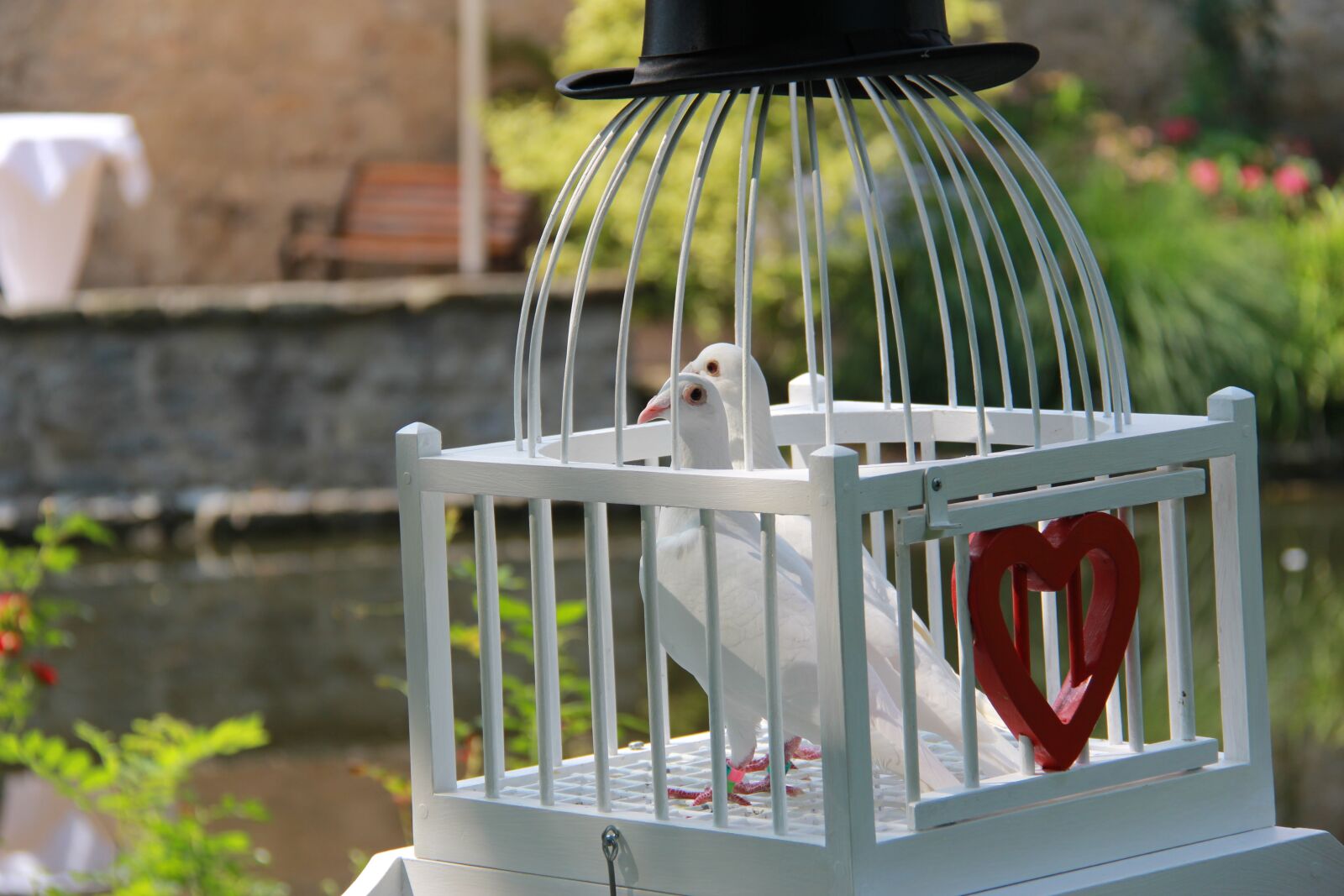 Canon EF-S 18-200mm F3.5-5.6 IS sample photo. Pigeons, wedding doves, love photography