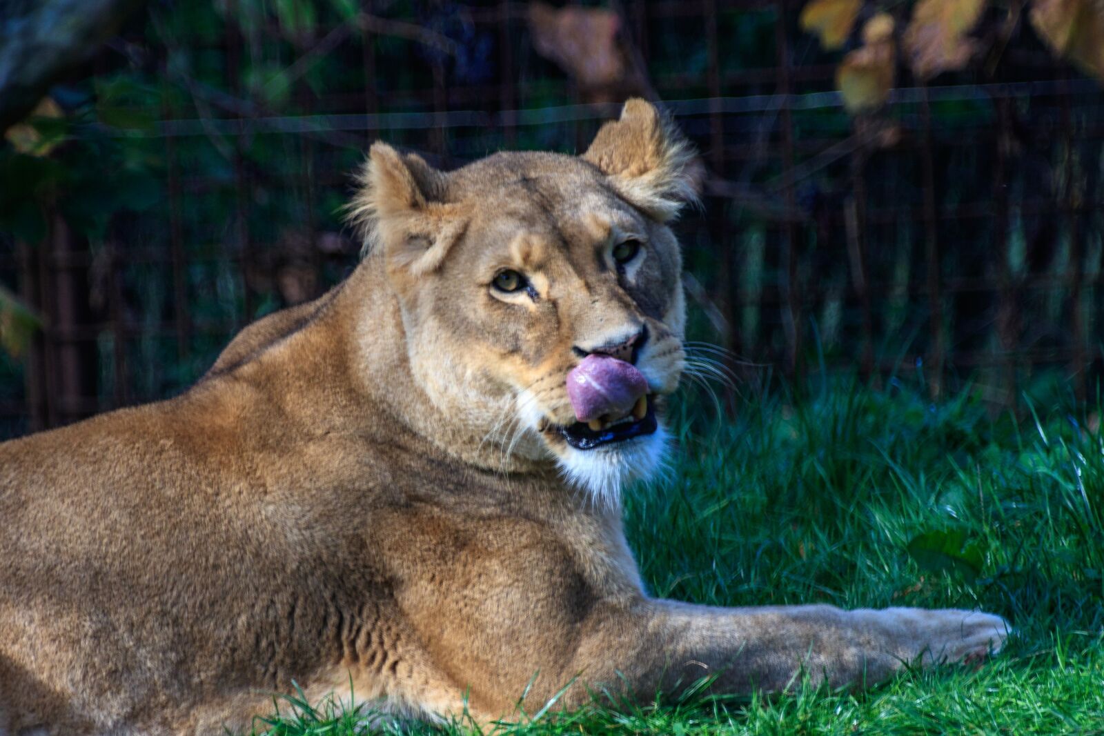 Canon EOS 80D sample photo. Lion, lioness, animal world photography