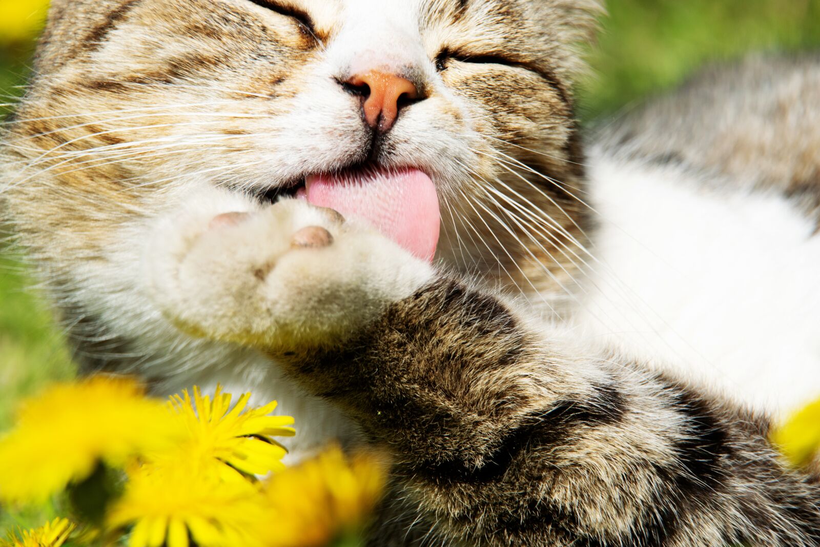 Nikon D3300 sample photo. Cat, flower, kitten photography