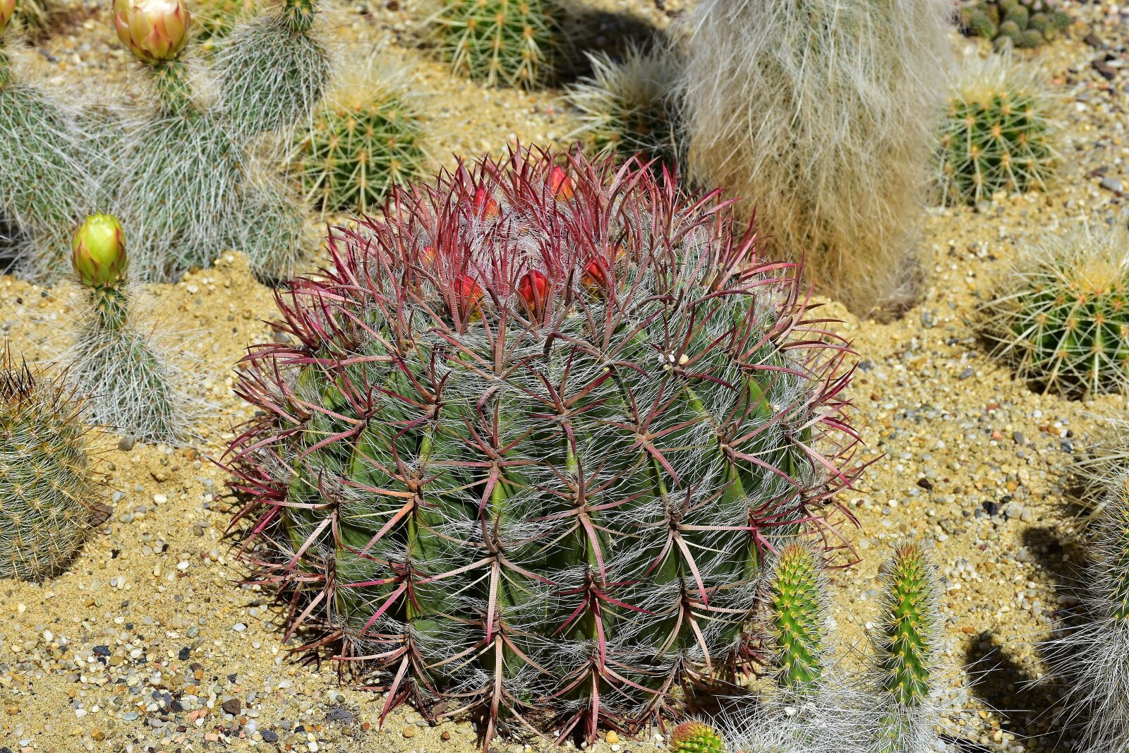 Nikon D7200 sample photo. Cactus, ball cactus, flowers photography