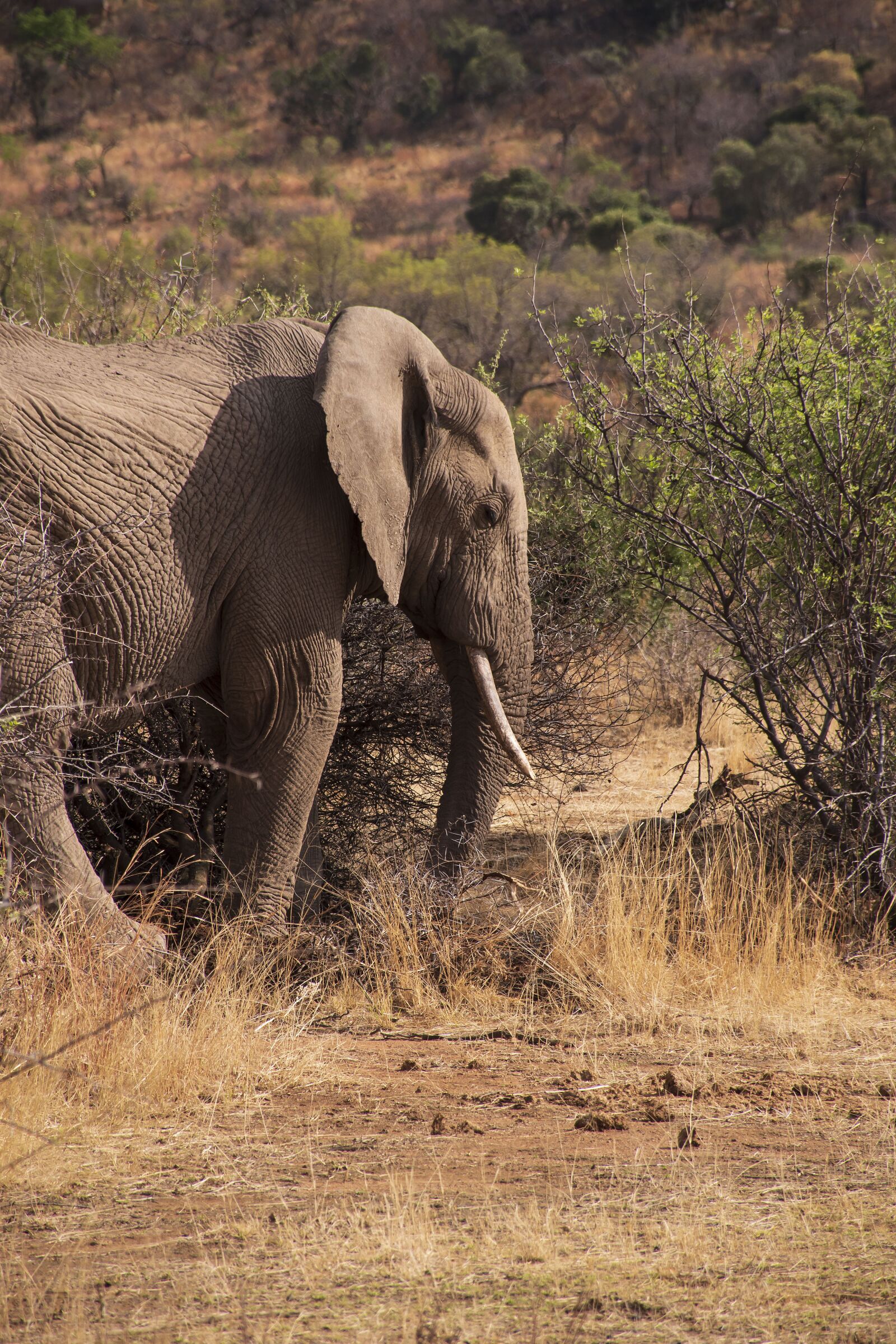 Nikon D5600 sample photo. Elephant, africa, animal photography
