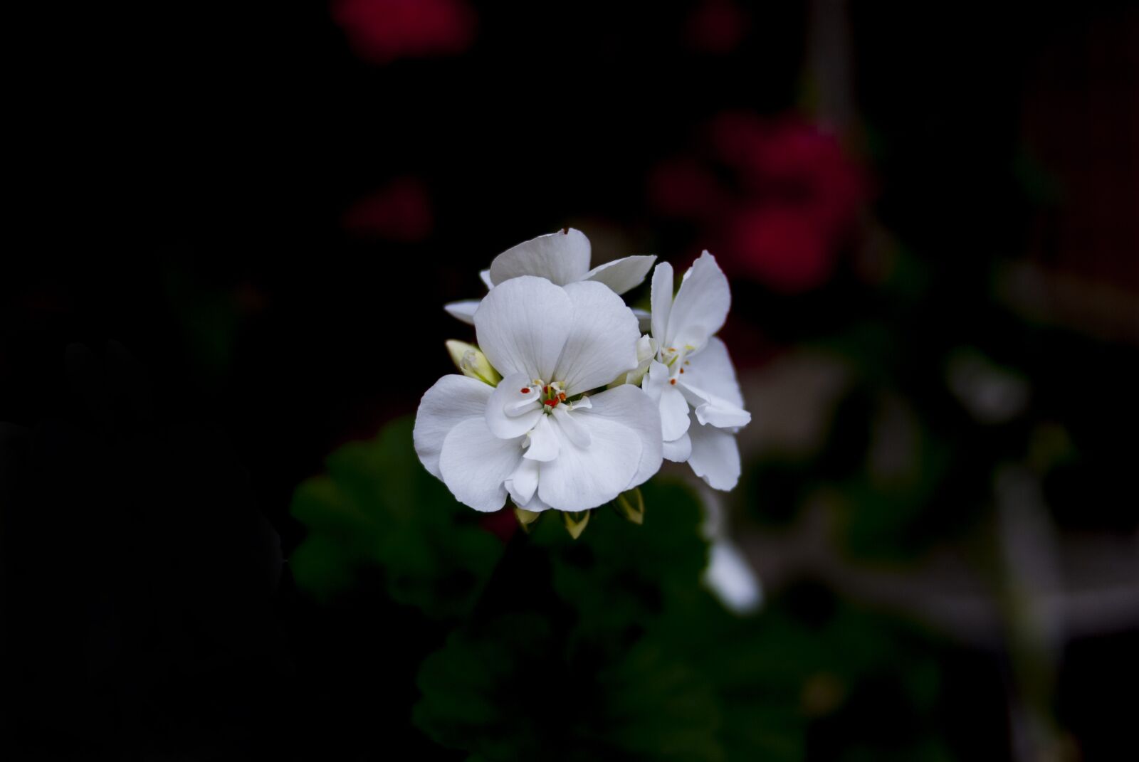Nikon D60 sample photo. Jeranio white, flower, plant photography