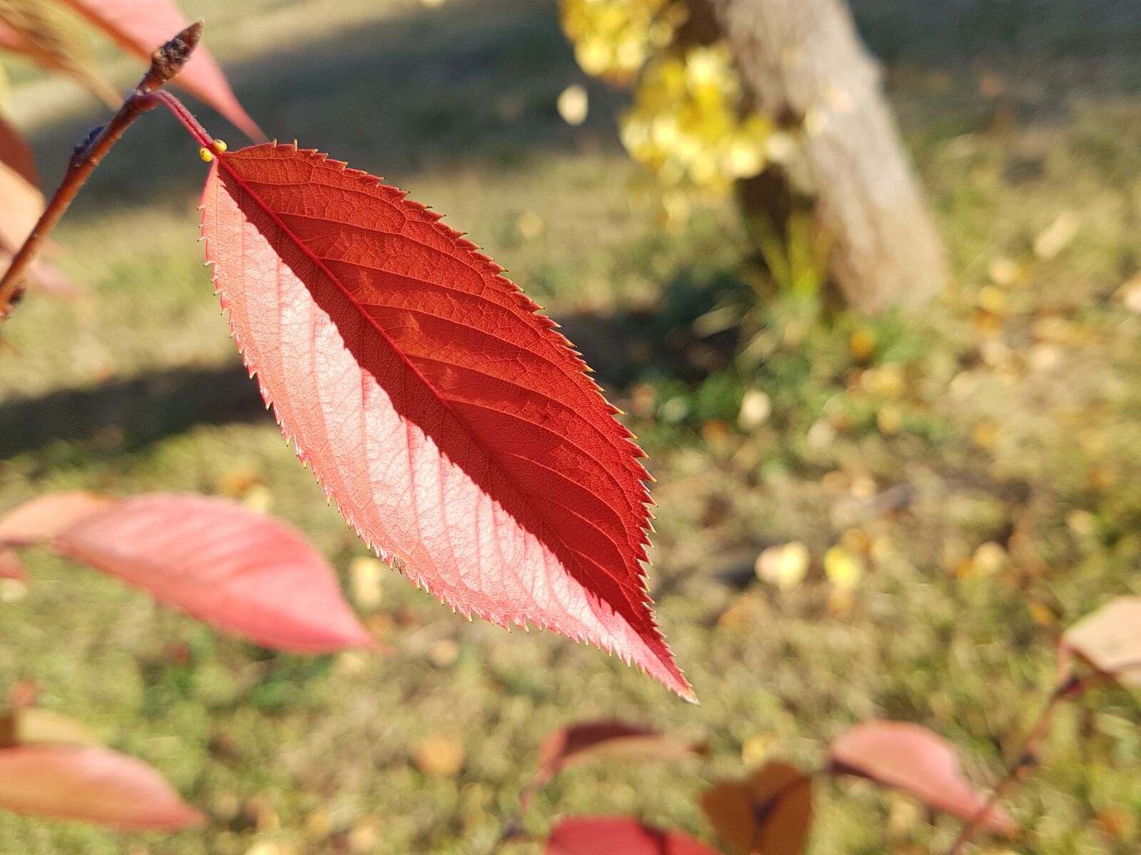 Samsung Galaxy S7 sample photo. The leaves, autumn, autumn photography
