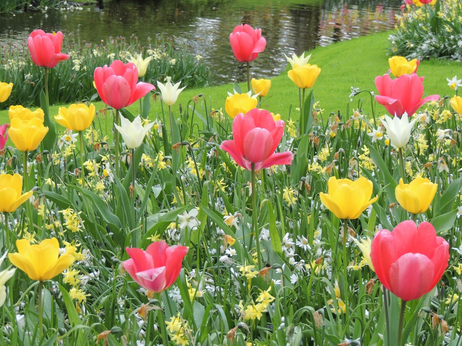 Nikon Coolpix P510 sample photo. Flowers, tulips, spring photography
