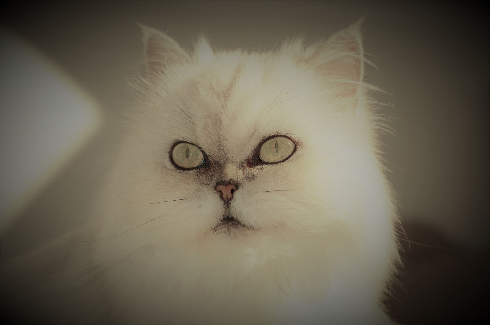 Nikon D5100 sample photo. Cat, animals, eyes photography