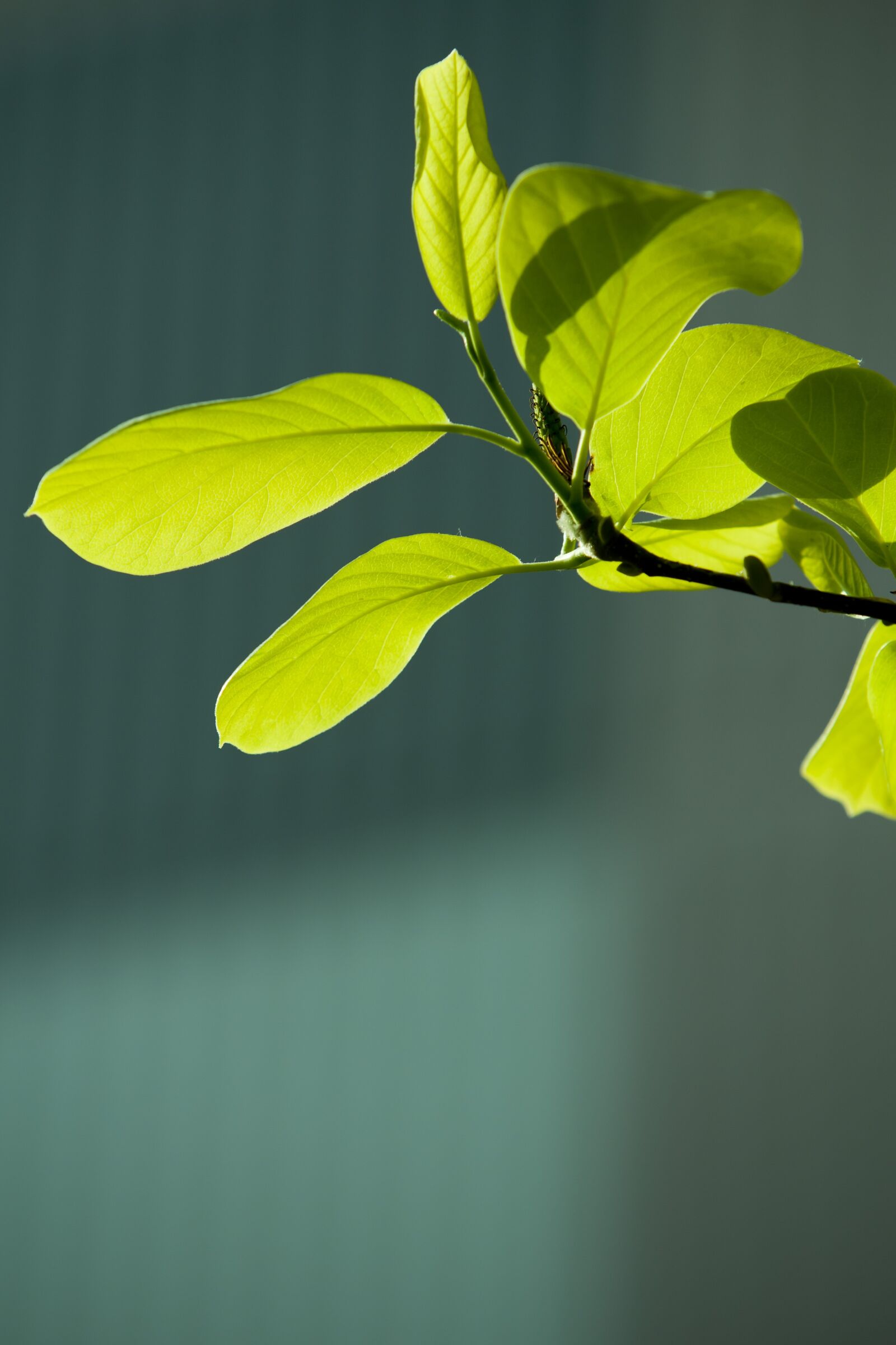 Canon EOS 5D sample photo. Bud, leaf, green photography
