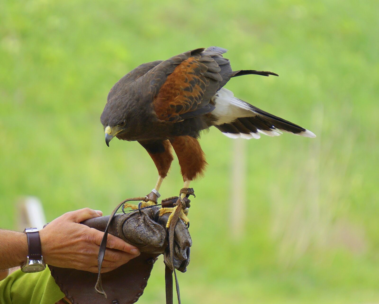 Sony E 55-210mm F4.5-6.3 OSS sample photo. Falconry, eagle, birds of photography