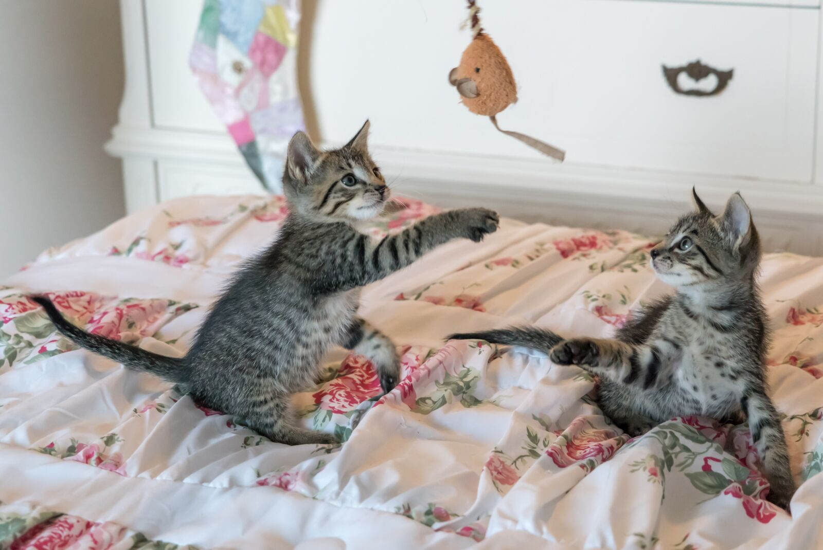 Sony a7R II + Sony FE 24-240mm F3.5-6.3 OSS sample photo. Kittens, cats, foster photography