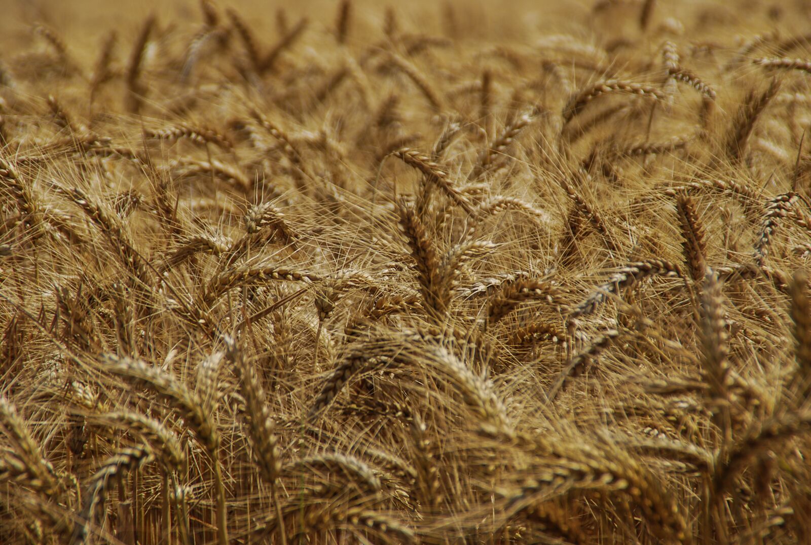 Nikon D60 sample photo. Straw, harvest, nature photography