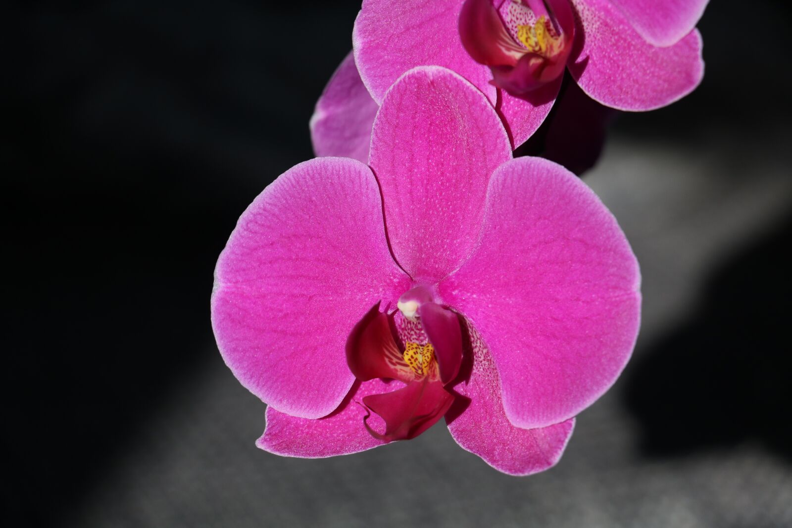 Canon EOS 760D (EOS Rebel T6s / EOS 8000D) sample photo. Orchid, flower, pink photography