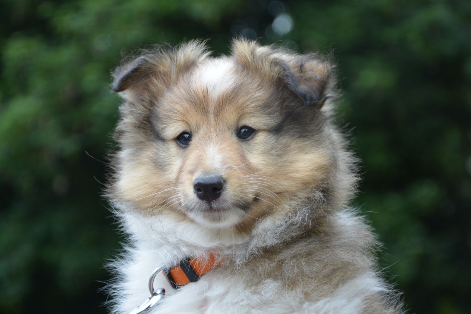 Nikon D5200 sample photo. Puppy, 9semaines, shepherd shetland photography