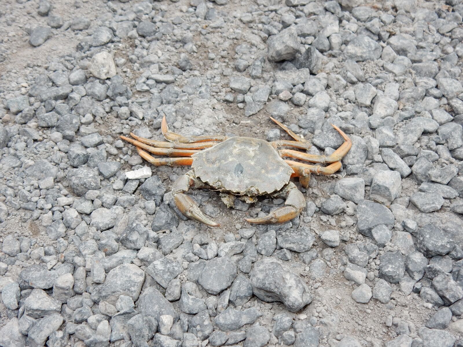 Nikon Coolpix S9700 sample photo. Crab, animal, sea photography