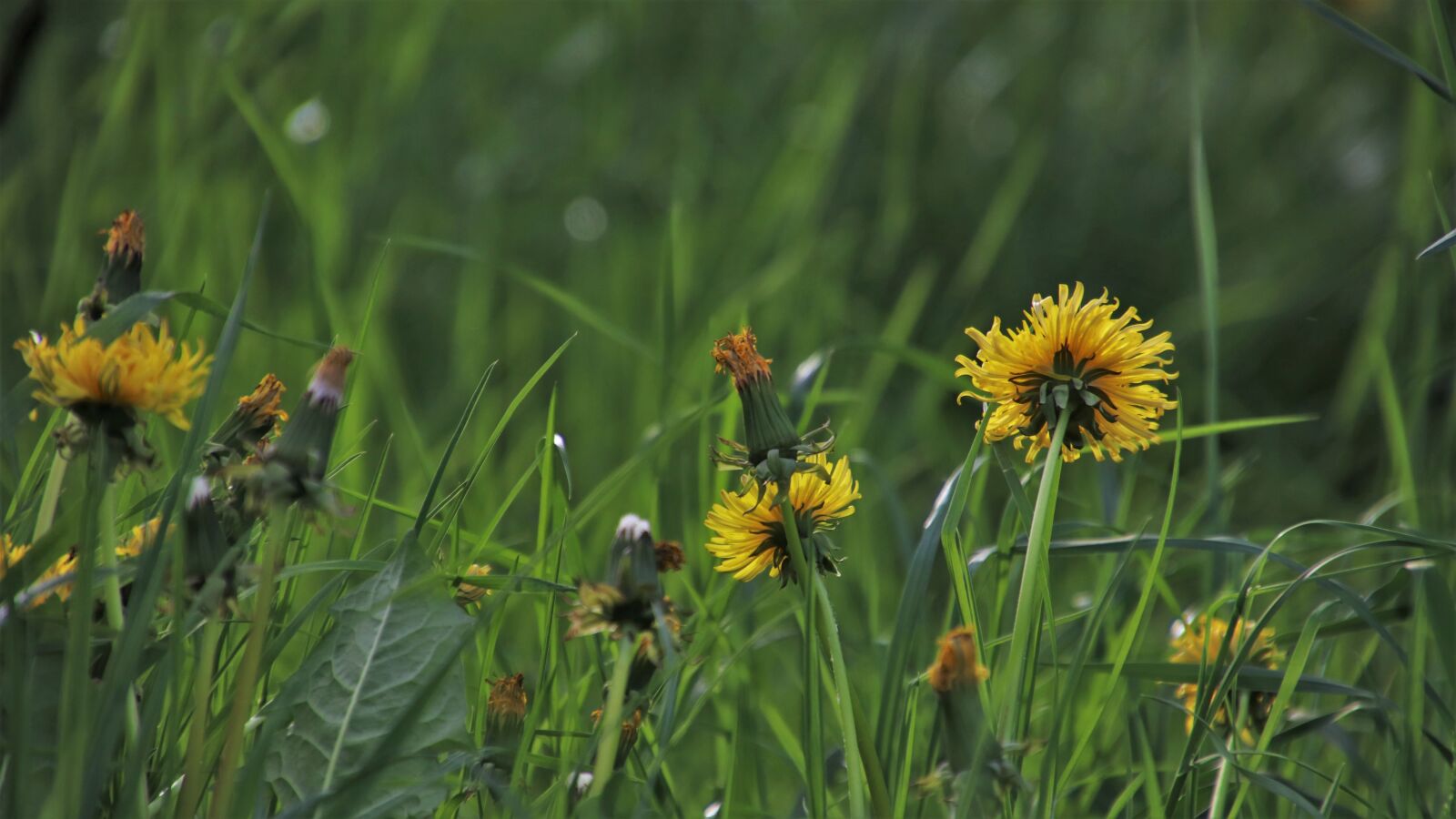 Canon EOS 80D sample photo. Green, dandelion meadow, spring photography