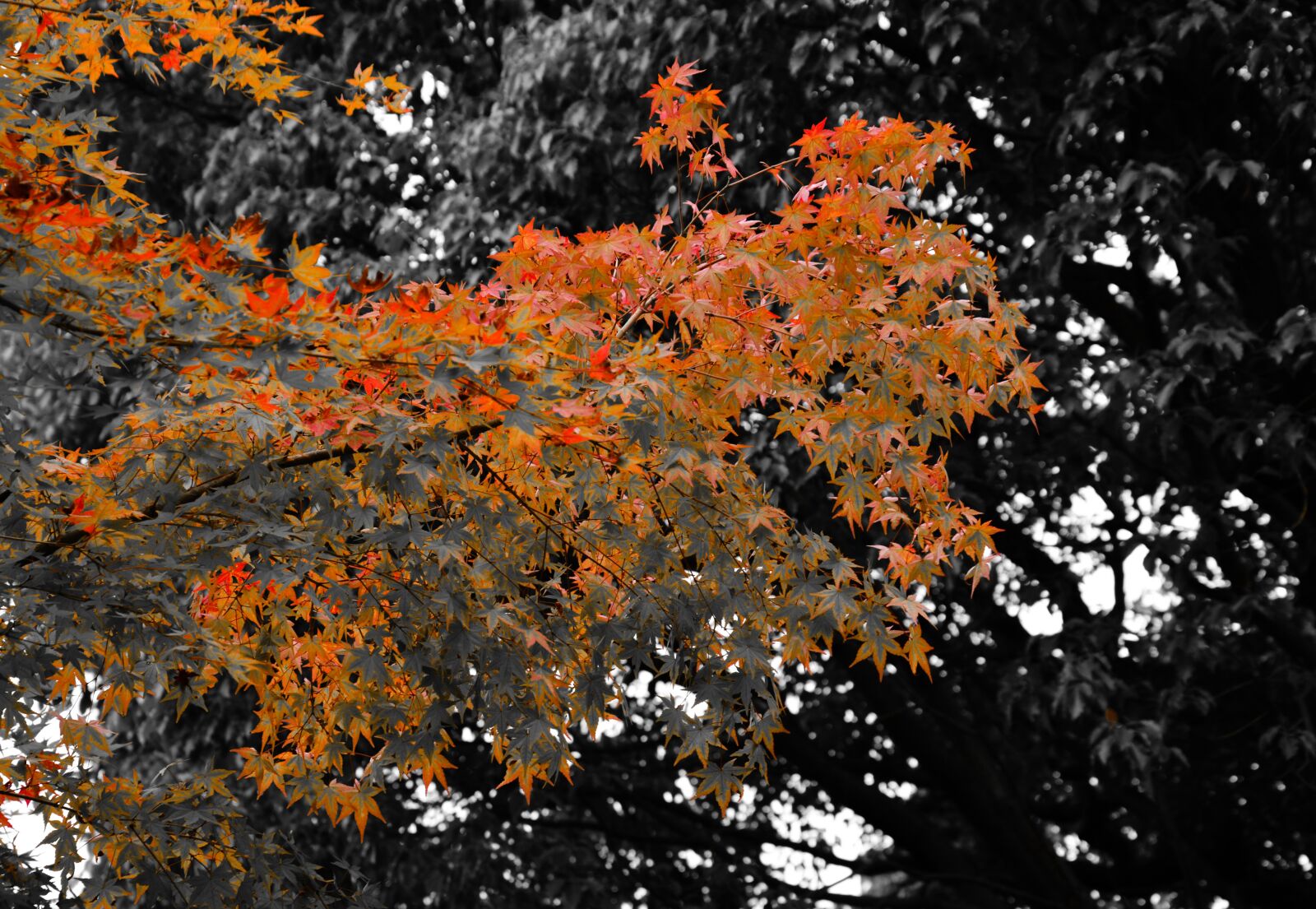 Nikon D5200 sample photo. Maple, autumn, leaves photography