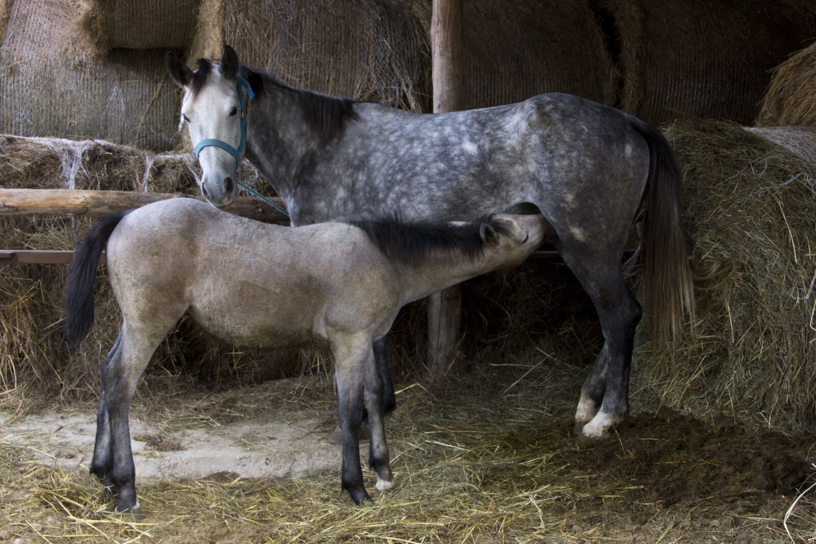 Canon EOS 60D sample photo. Hungary, horse, farm photography