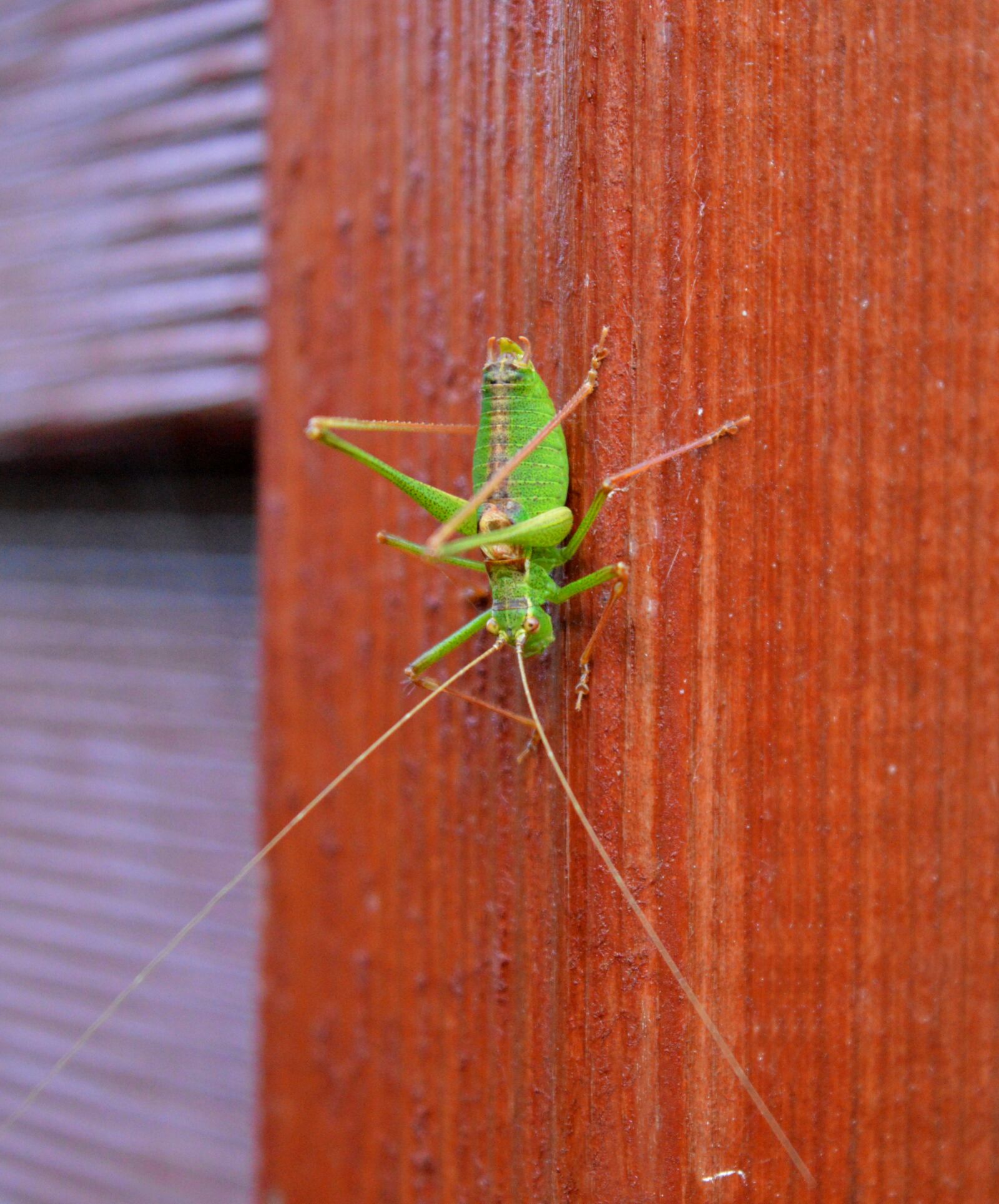 Nikon D3200 sample photo. Grasshopper, close up, green photography
