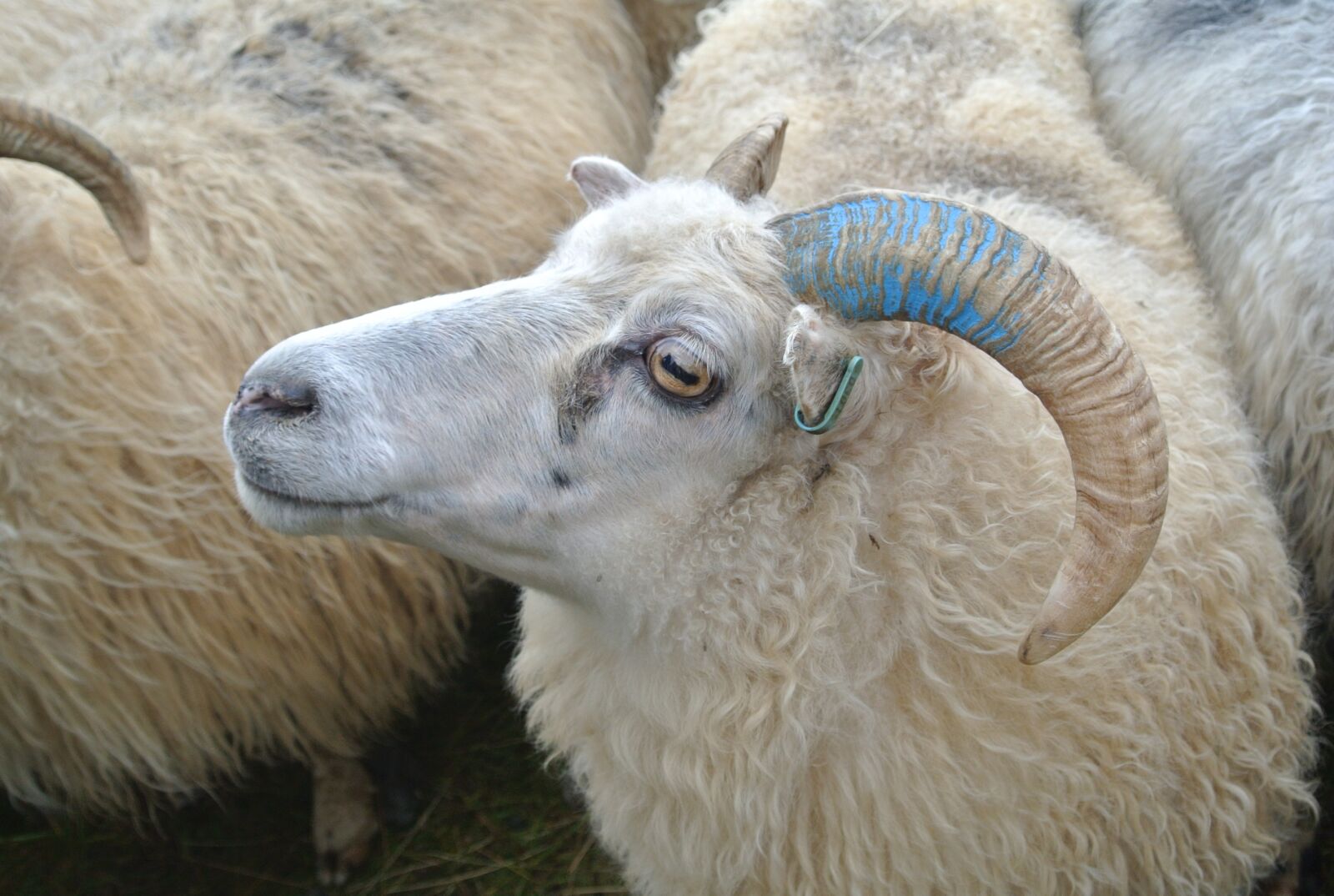 Nikon 1 Nikkor VR 10-30mm F3.5-5.6 sample photo. Sheep herding, shepherding, may photography