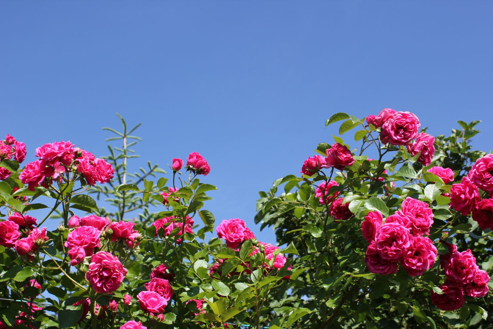 Canon EOS 550D (EOS Rebel T2i / EOS Kiss X4) sample photo. Roses, pink, sky photography