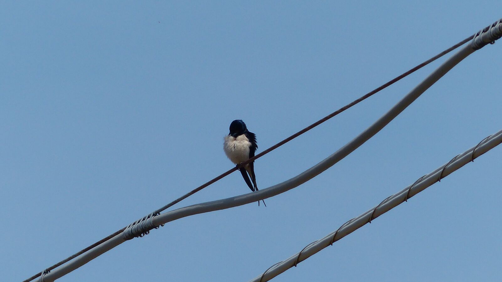 Panasonic Lumix DMC-FZ200 sample photo. Swallow, sky, bird photography