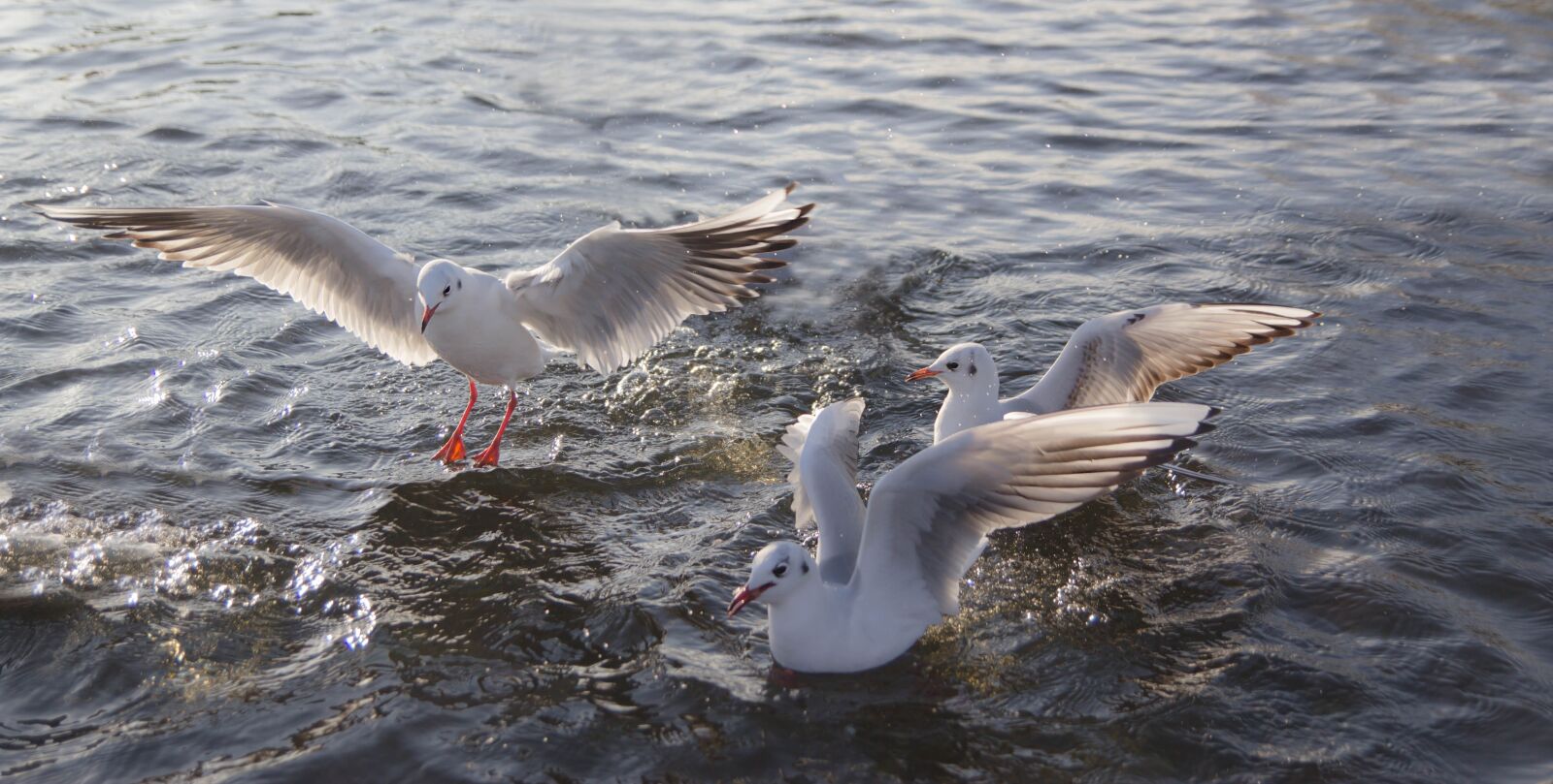 Canon EOS 60D sample photo. Birds, gulls, body of photography