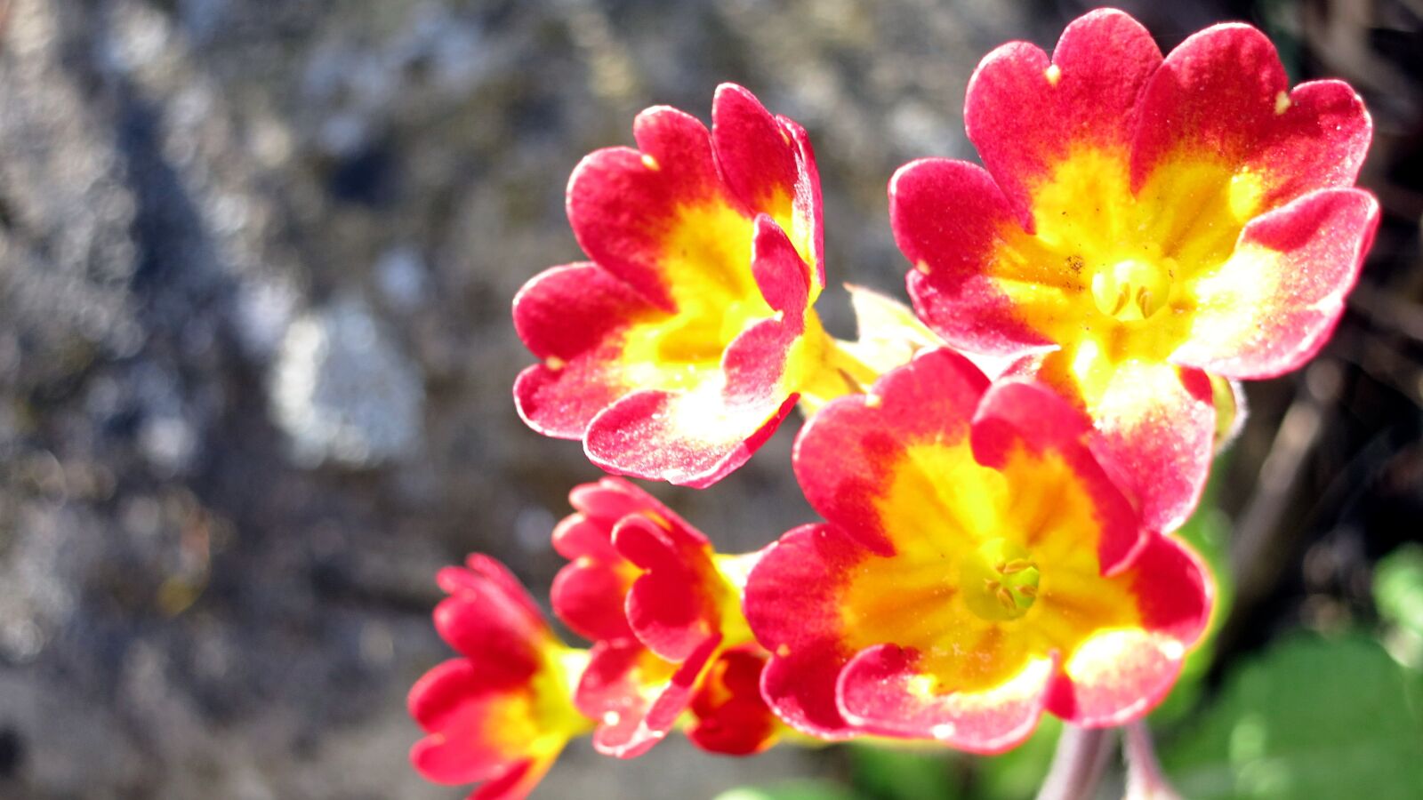 Canon PowerShot S110 sample photo. Nature, flower, plant photography
