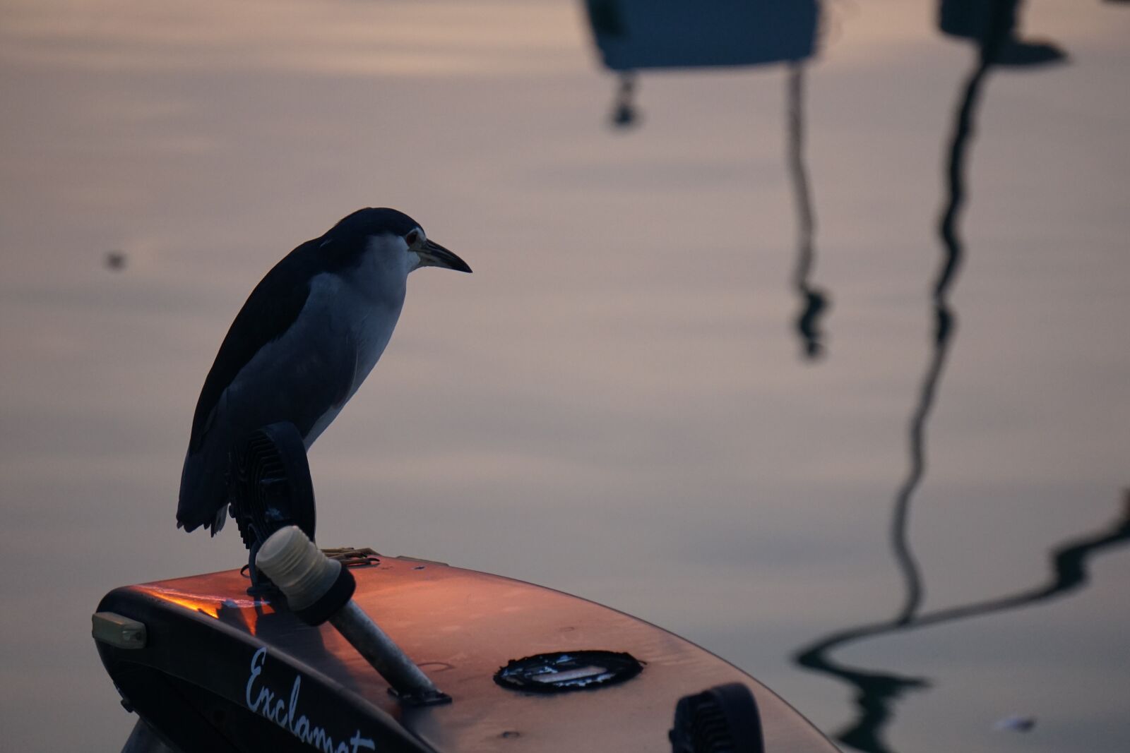 Sony E 55-210mm F4.5-6.3 OSS sample photo. Bird, animal, river photography