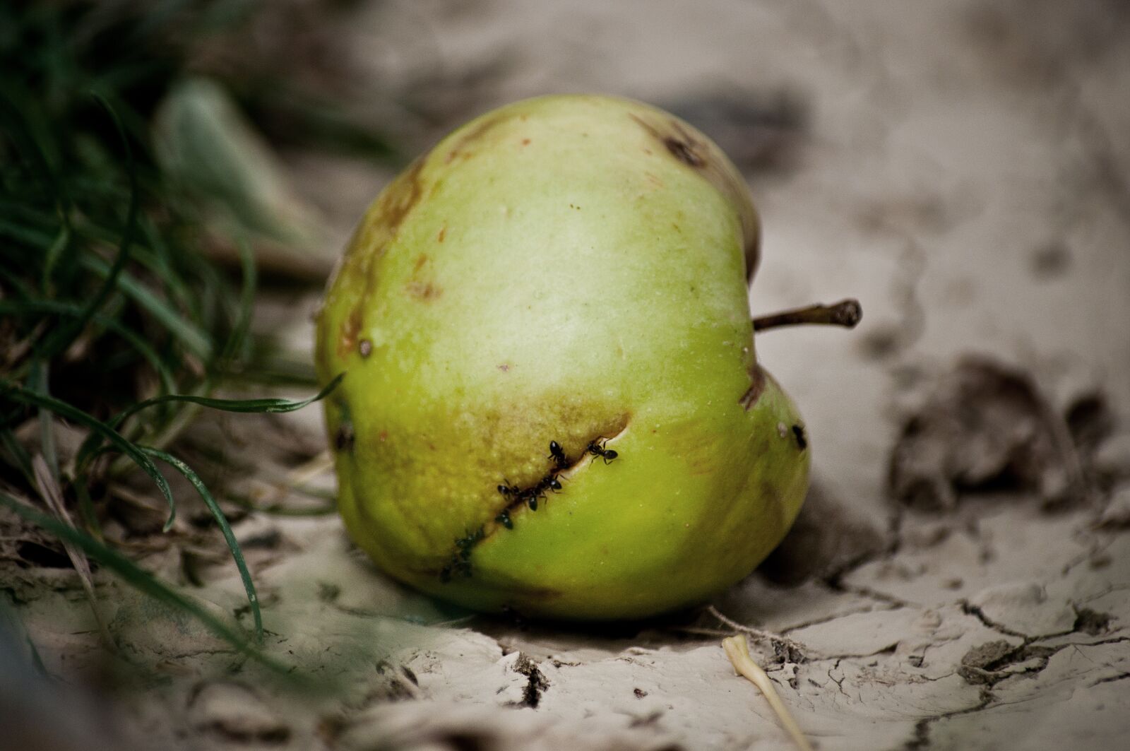 Nikon D90 sample photo. Apple, corrupted, lazy photography
