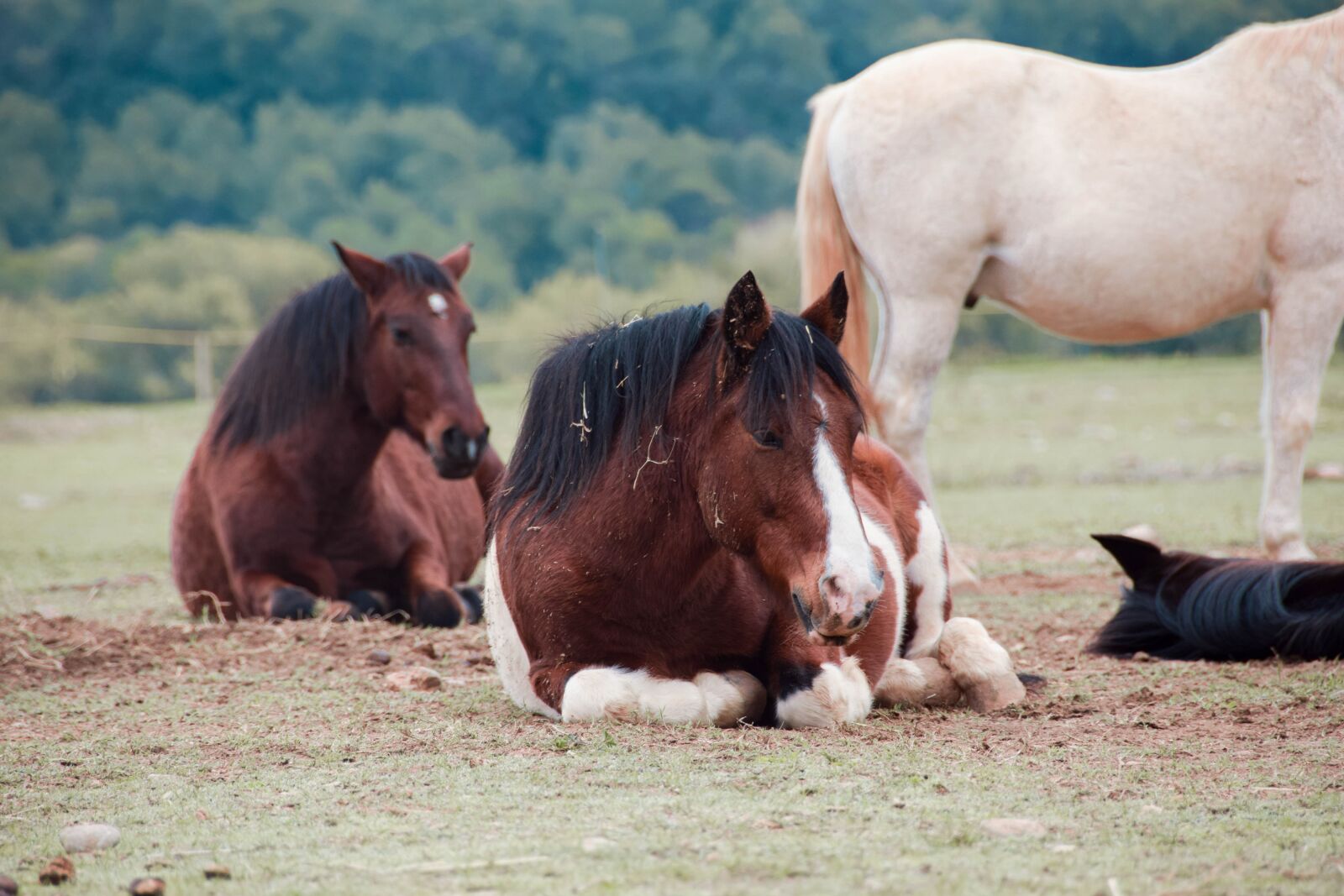Nikon D5300 sample photo. Horse, equestrian, wild photography