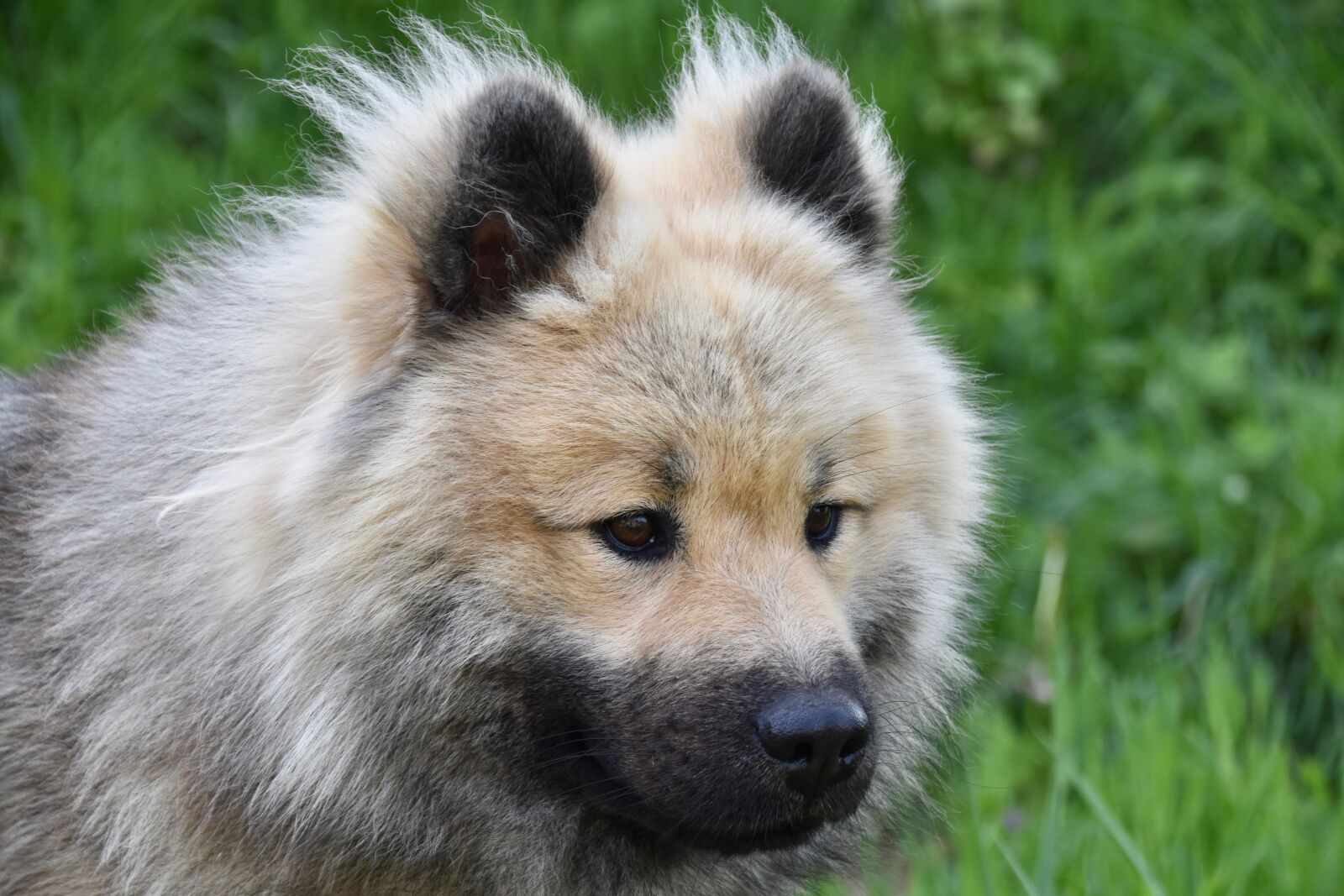 Nikon D5600 sample photo. Dog, animals, eurasier photography