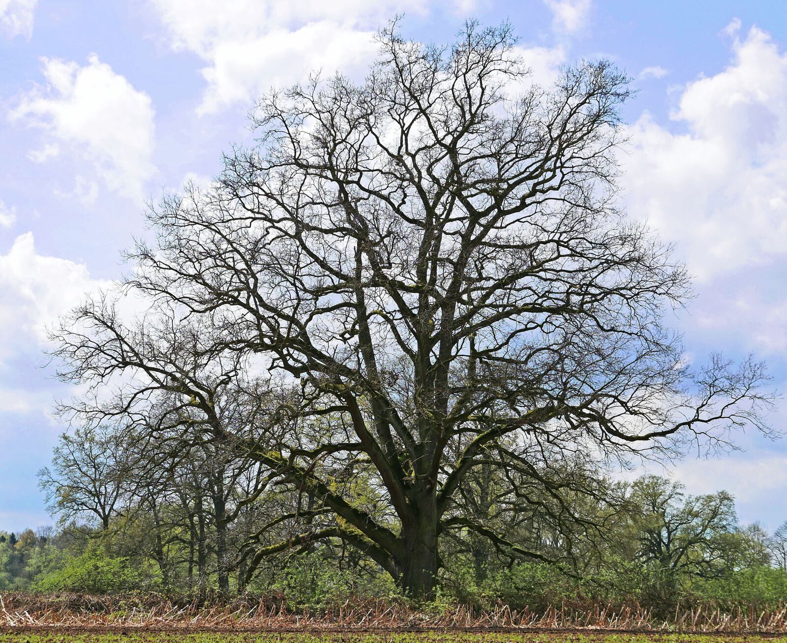 Panasonic Lumix DMC-LX100 sample photo. Old oak, solitaire, wood photography