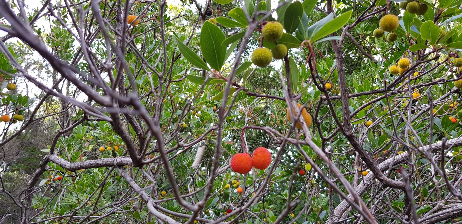 Samsung SM-N950F sample photo. Arbutus, trees, freshly photography