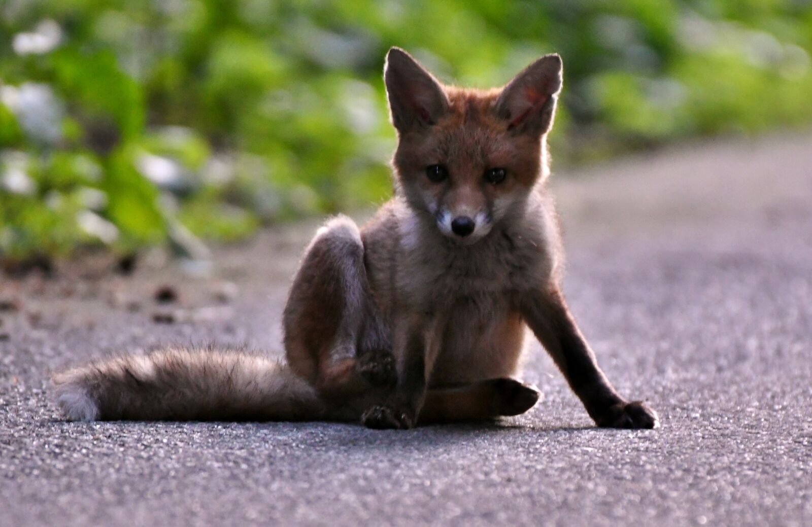Nikon D500 sample photo. Animals, fox, her photography