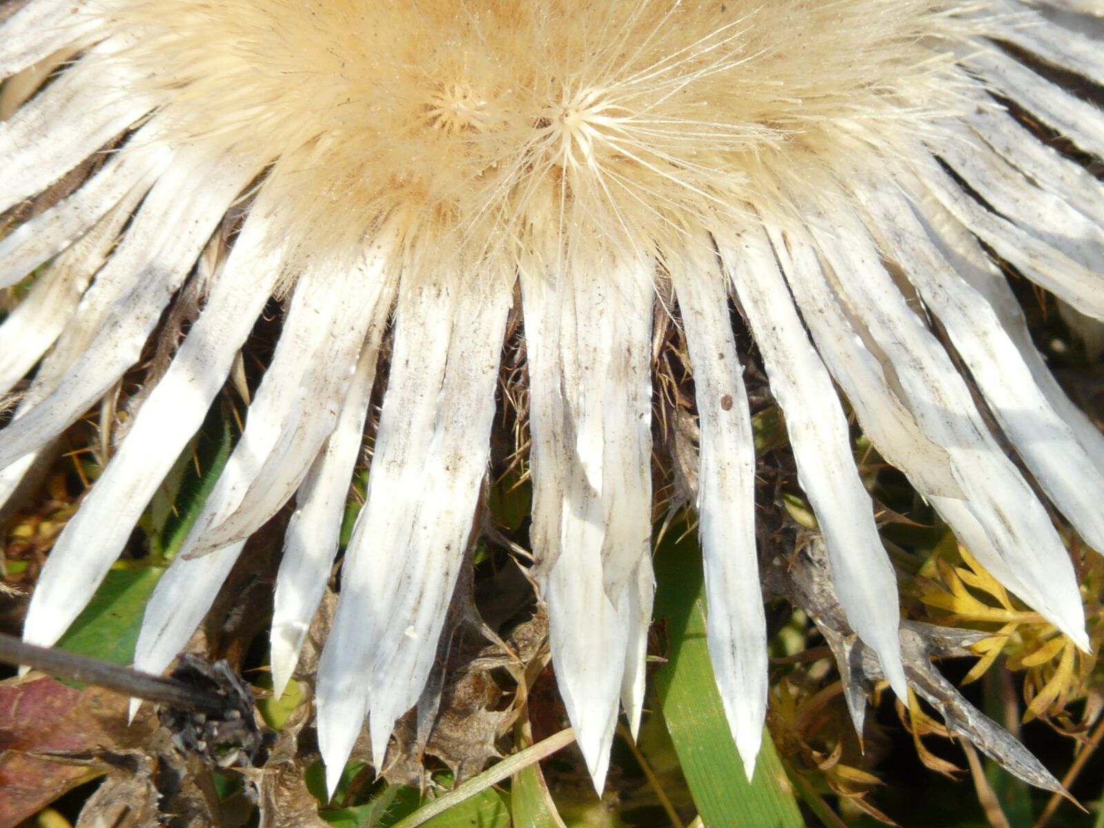 Panasonic DMC-FZ18 sample photo. Silver thistle, carlina acaulis photography