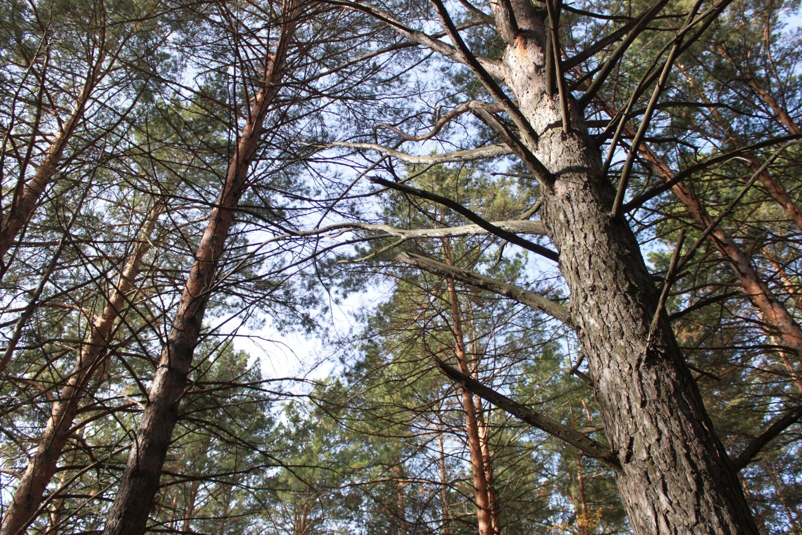 Canon EOS 500D (EOS Rebel T1i / EOS Kiss X3) sample photo. Nature, forest, landscape photography