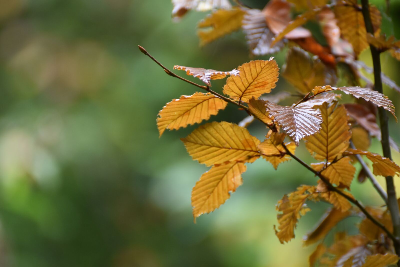 Nikon D5600 sample photo. Nature, plant, leaves photography