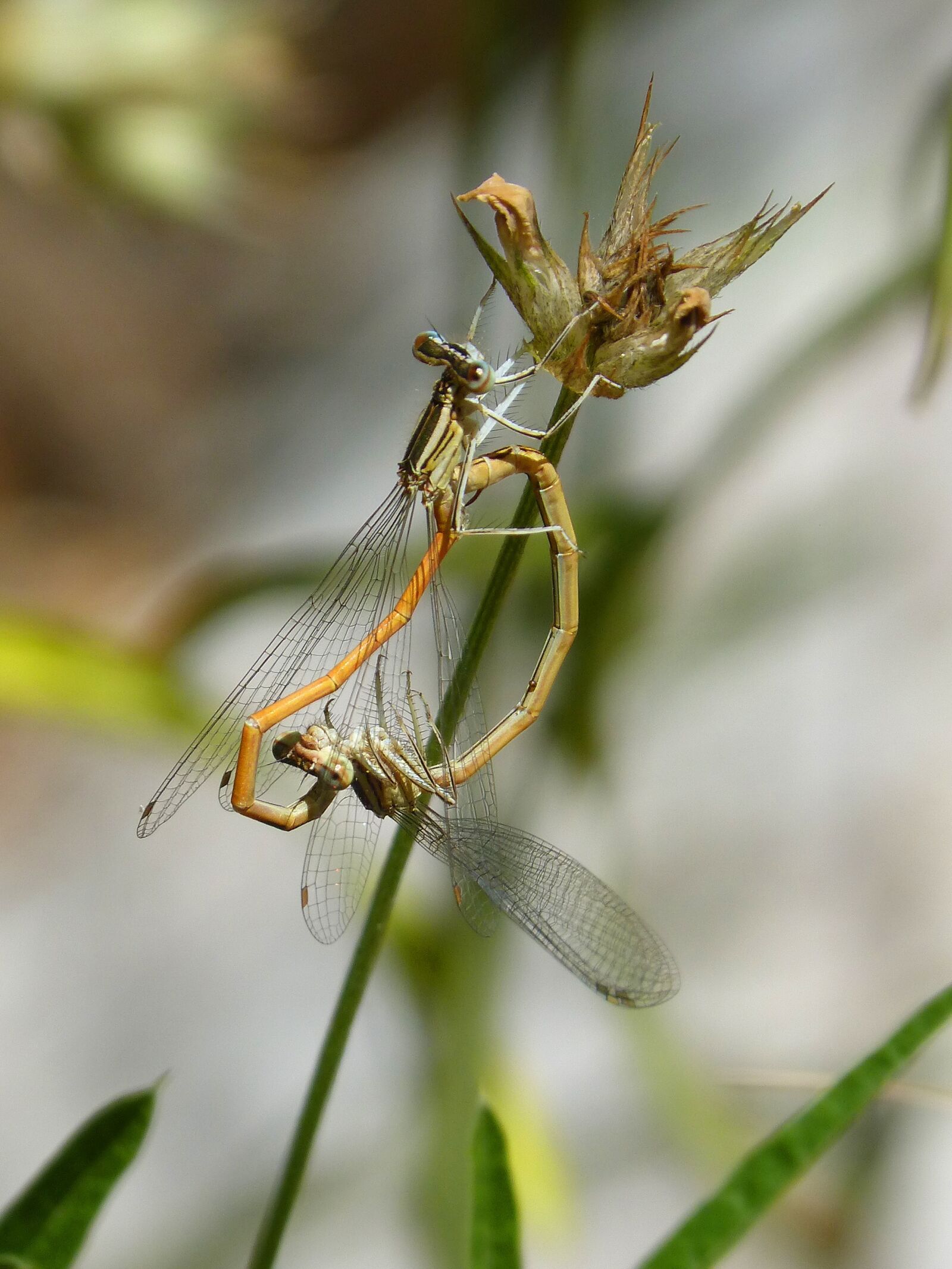 Panasonic DMC-FZ62 sample photo. Dragonflies, reproduction, copulation photography