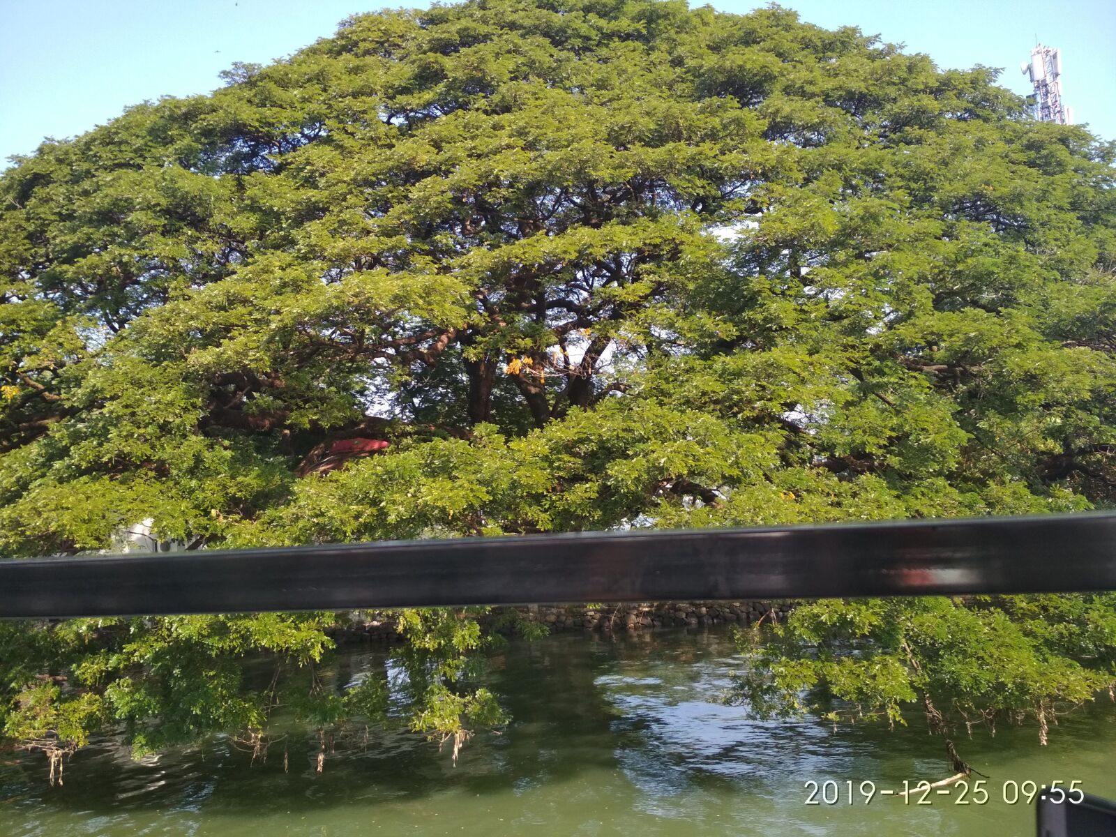 Xiaomi Redmi 4 Pro sample photo. Tree, nature, wood photography