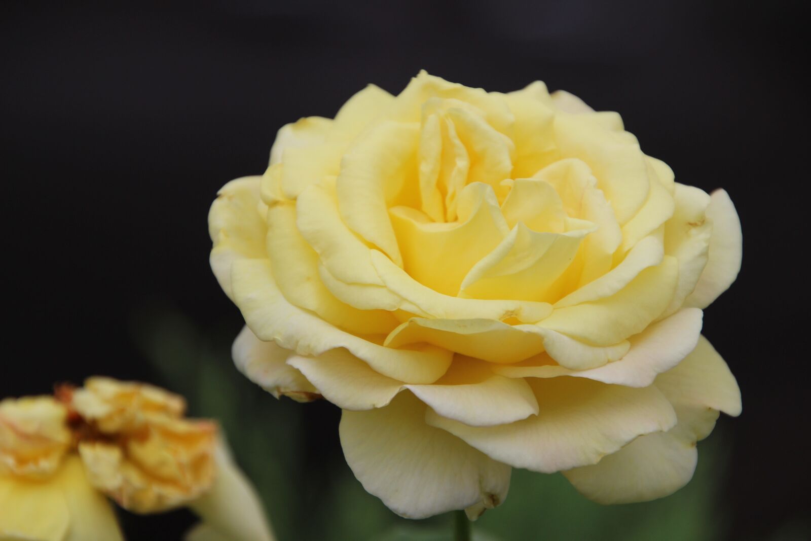 Canon EOS 600D (Rebel EOS T3i / EOS Kiss X5) sample photo. Rose, yellow rose, yellow photography