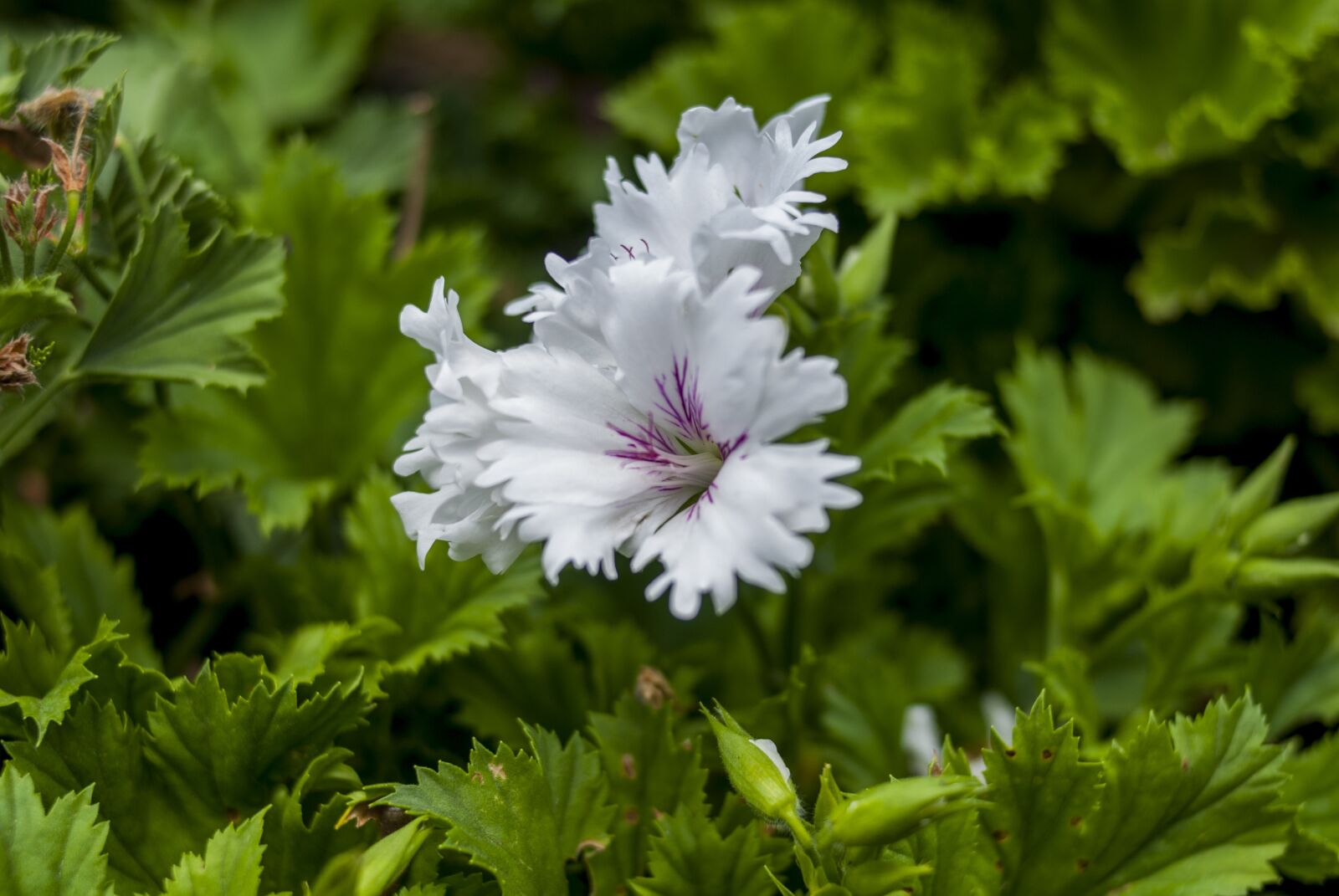 Nikon D60 sample photo. White flower, plant, nature photography