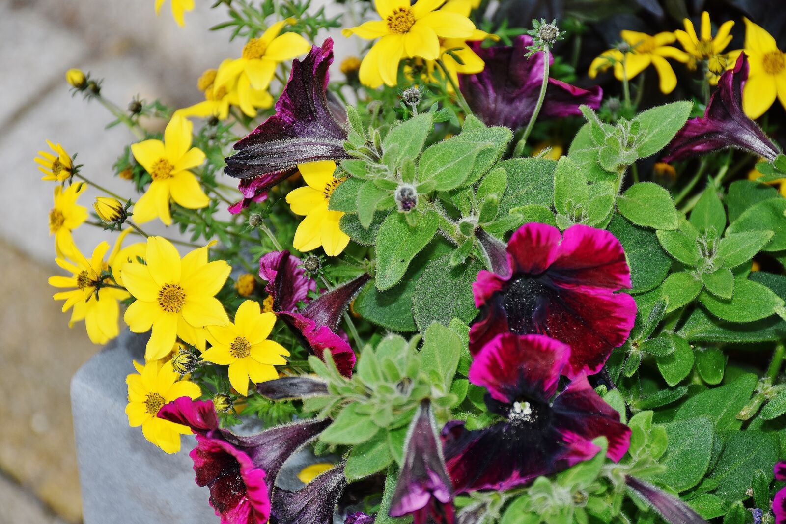 Nikon D7200 sample photo. Petunia, colorful, flowers photography