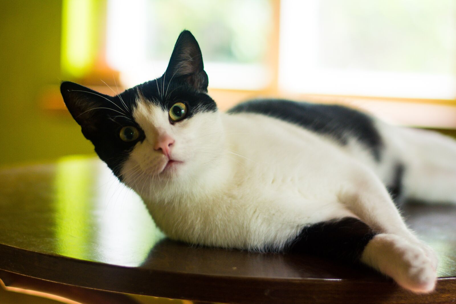 Nikon D5200 sample photo. Cat, kitten, domestic cat photography
