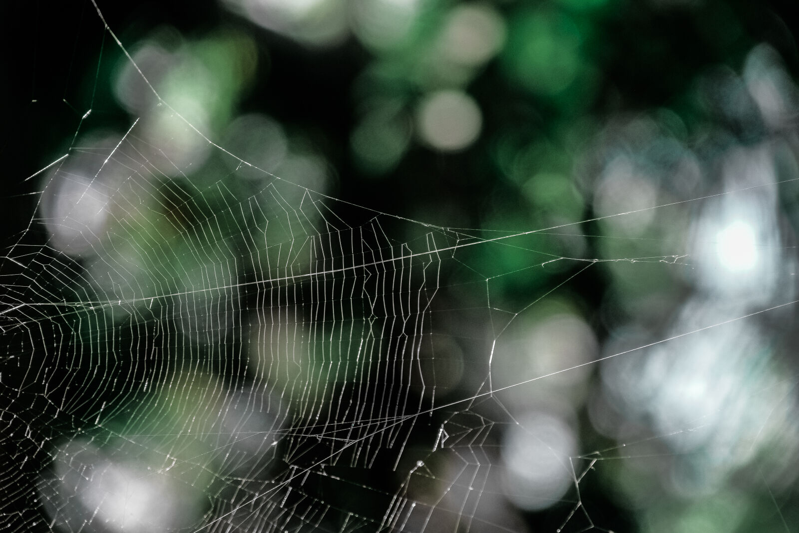 Samsung NX1 sample photo. Pattern, cobweb, spiderweb, spider photography
