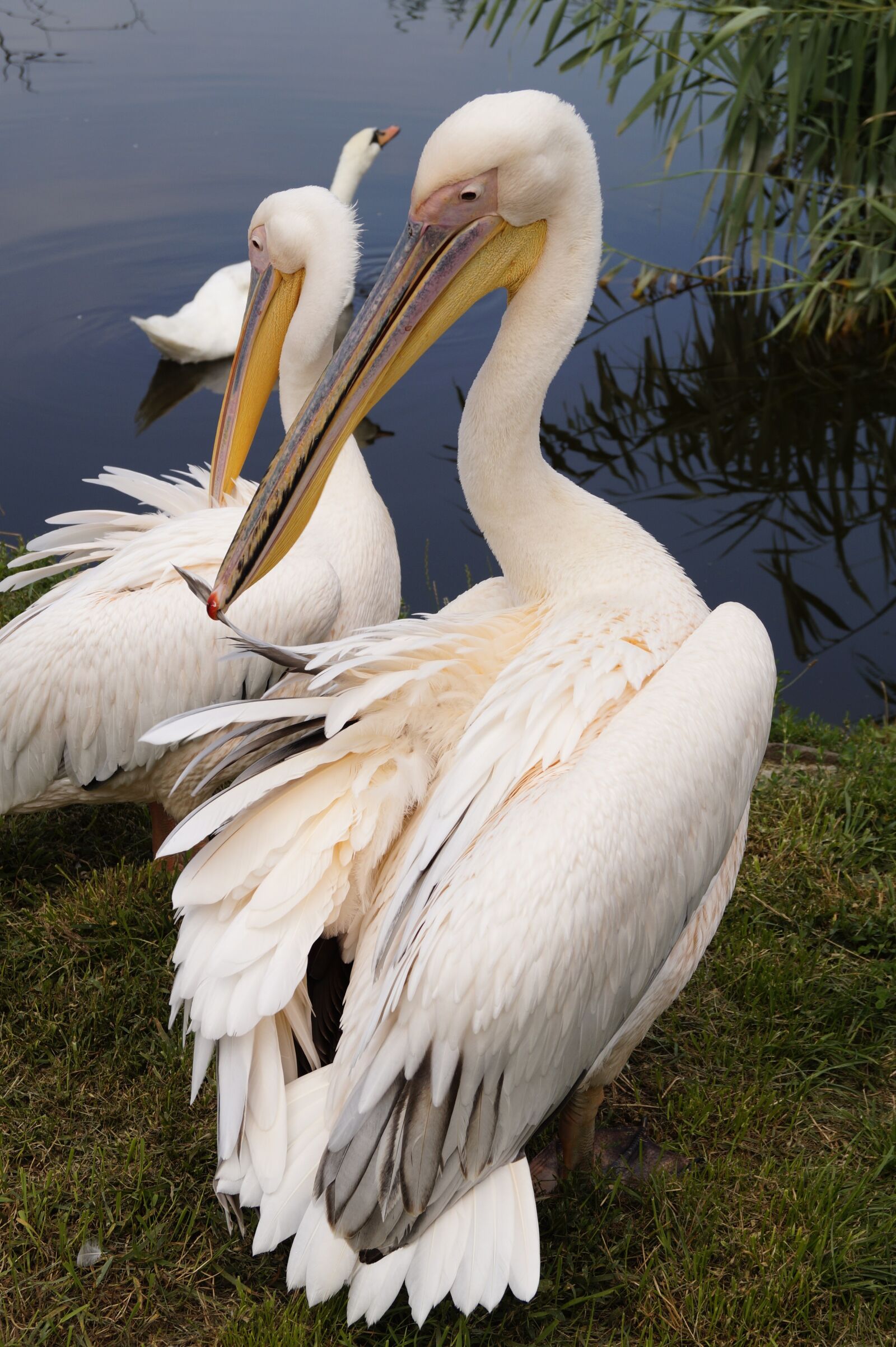 Sony DT 18-55mm F3.5-5.6 SAM II sample photo. Pelican, bird, animal photography